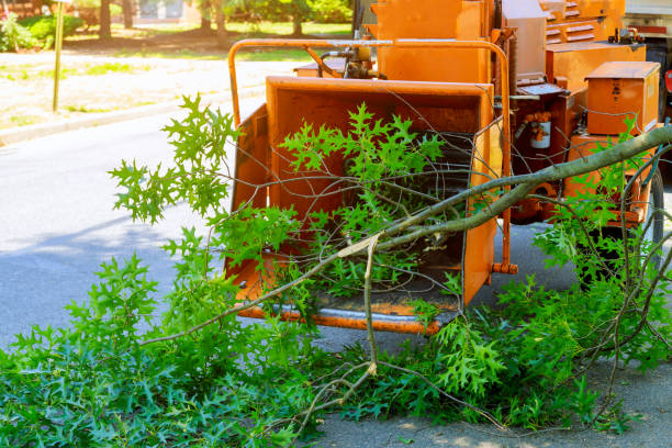 Tree Branch Trimming in Alturas, CA